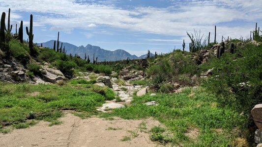 Usa landscape desert