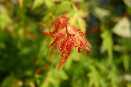 Red leaf dew maple leaves