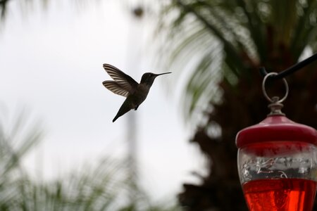 Hummingbird nectar nature