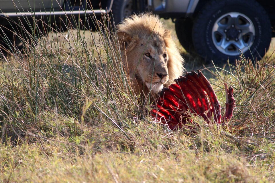 Africa feeding brown lion