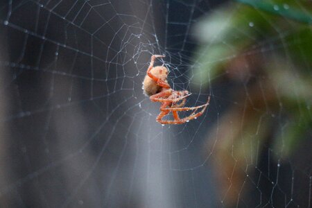 Arachnid trap insect photo