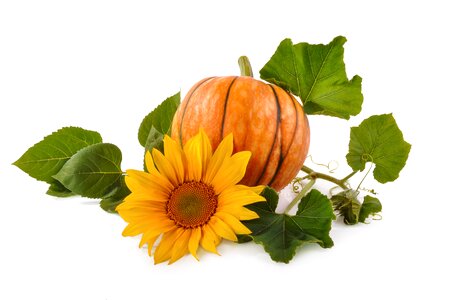 Vegetarianism vegetables melons