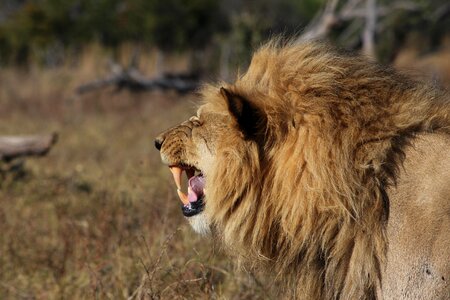 Bush carnivore brown lion photo
