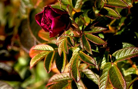 Red rose flora bush