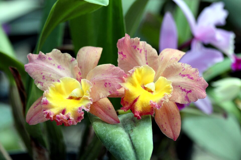 Bloom plant closeup