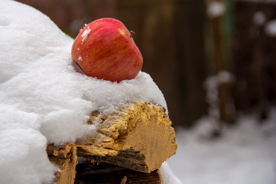 In winter fruit red
