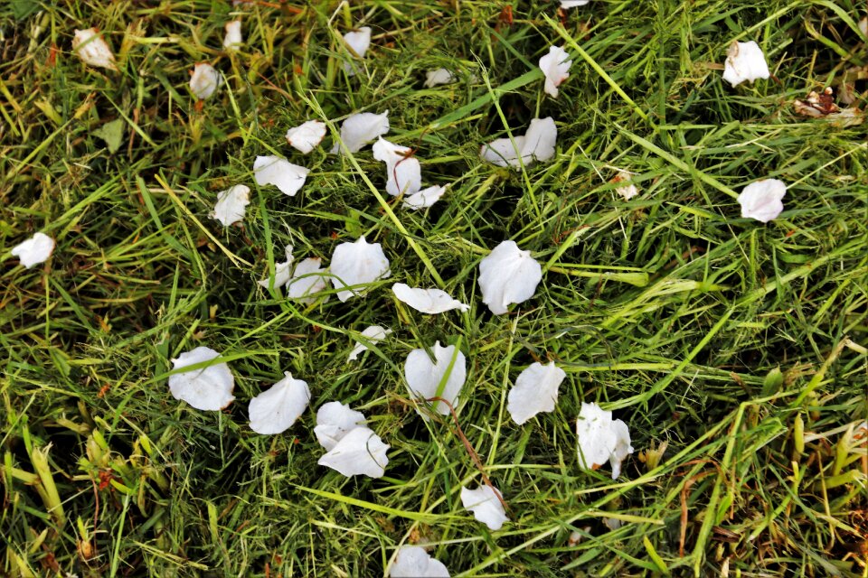 About nature flower