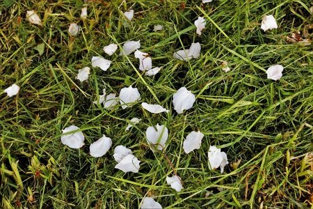 About nature flower