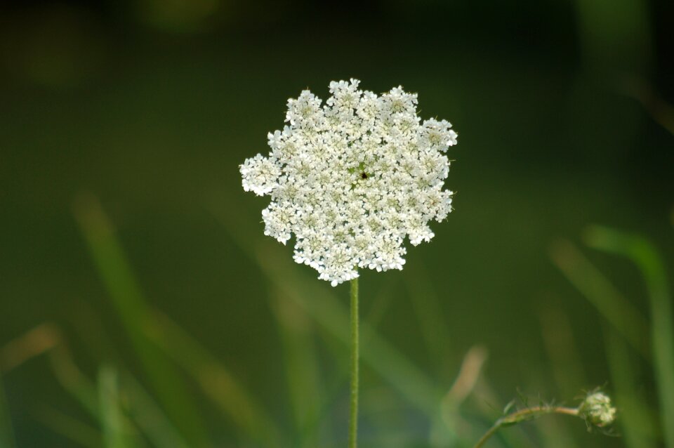 Bloom nature flower