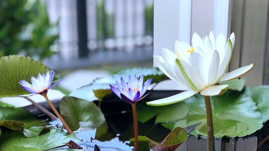 Plant nature white 蓮 flower