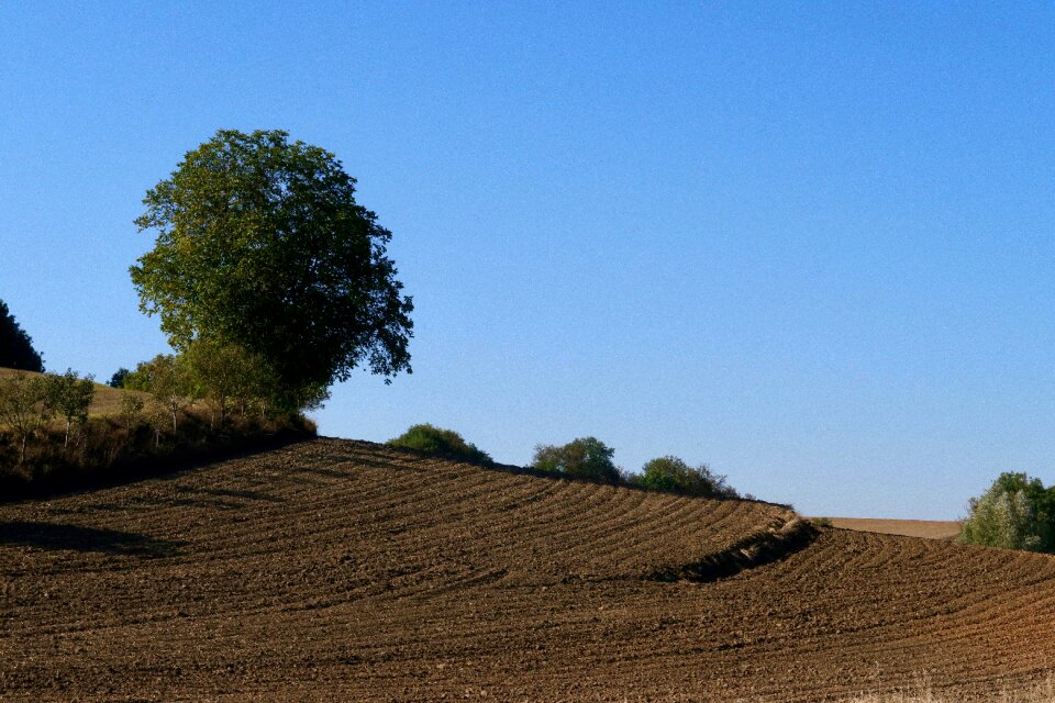 Landscape agriculture tree