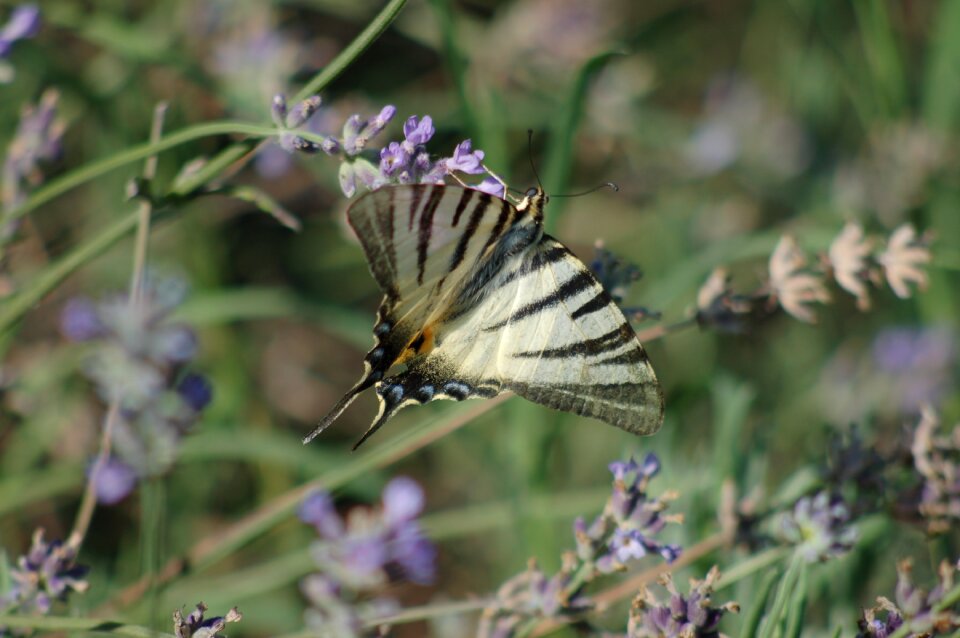 Insect butterflies nature