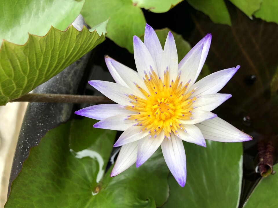 Lotus nature green leaves