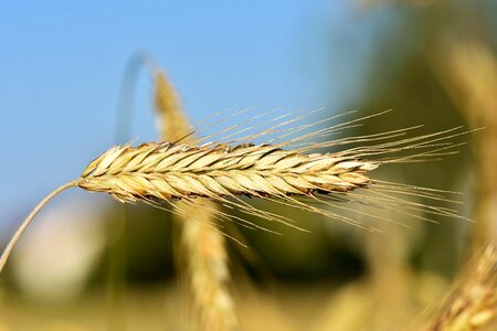 Field grain harvest photo