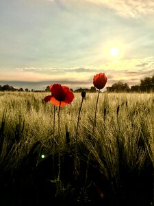 Poppy floral spring