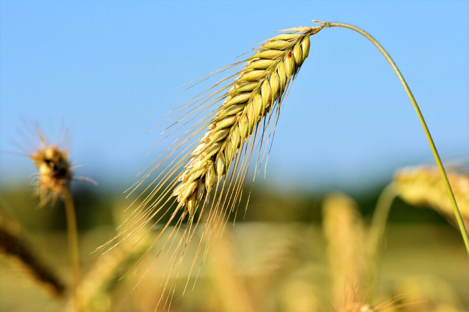 Field grain harvest