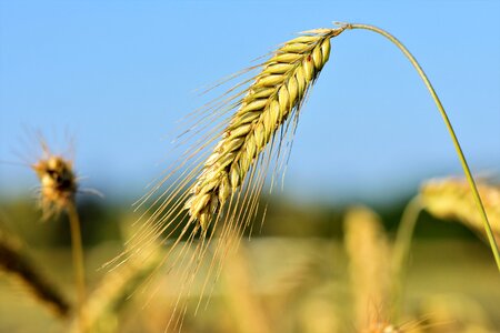 Field grain harvest photo