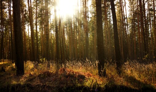 Rays pines grass