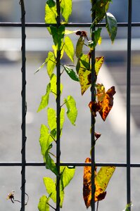 Nature leaves fence