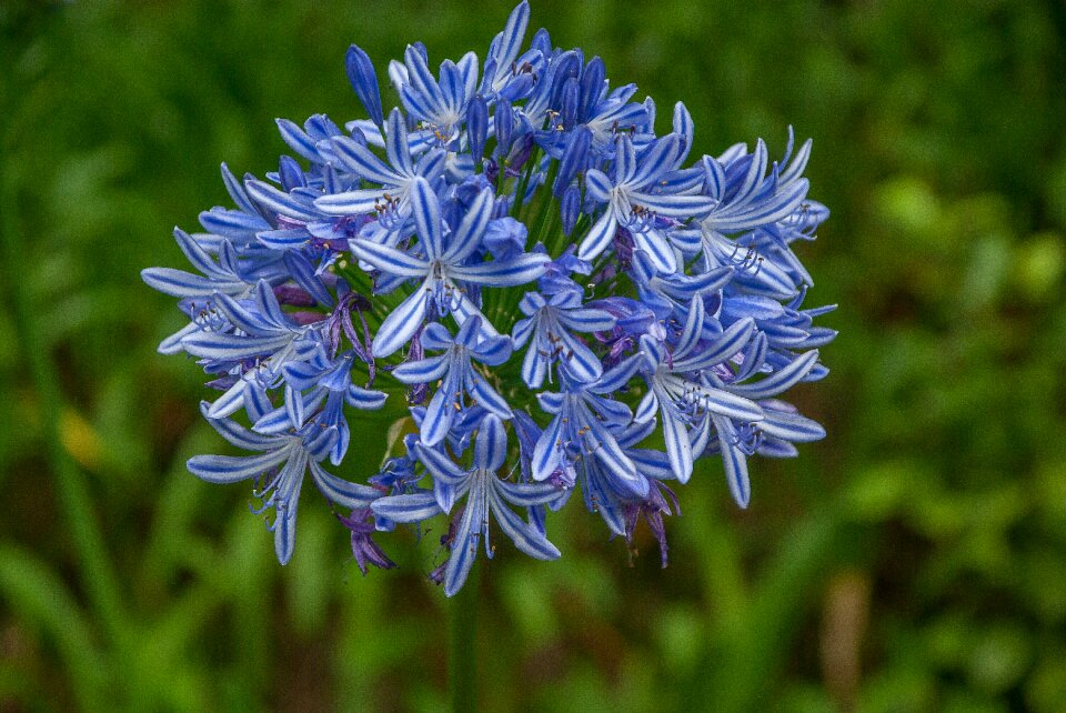 Flower agapanthus garden