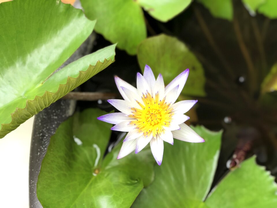 Plant nature green leaves
