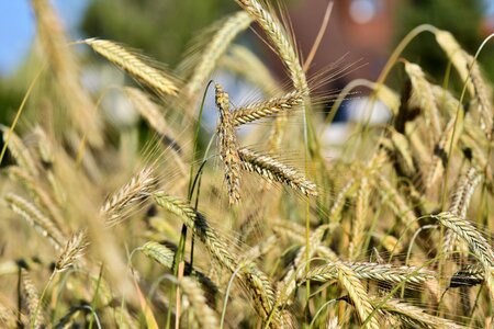 Field grain harvest photo