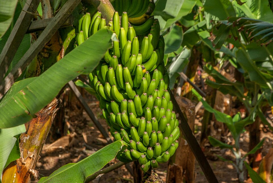 Tropical plantation fruit