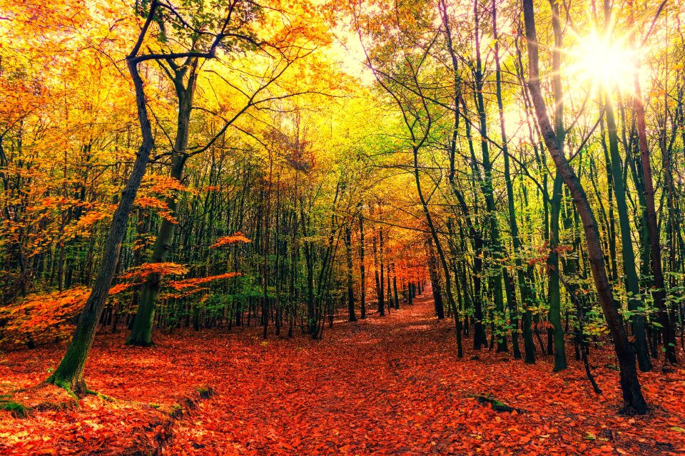 Colorful sun nature