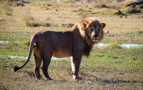 Africa male brown lion photo