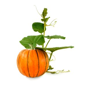 Vegetarianism vegetables melons
