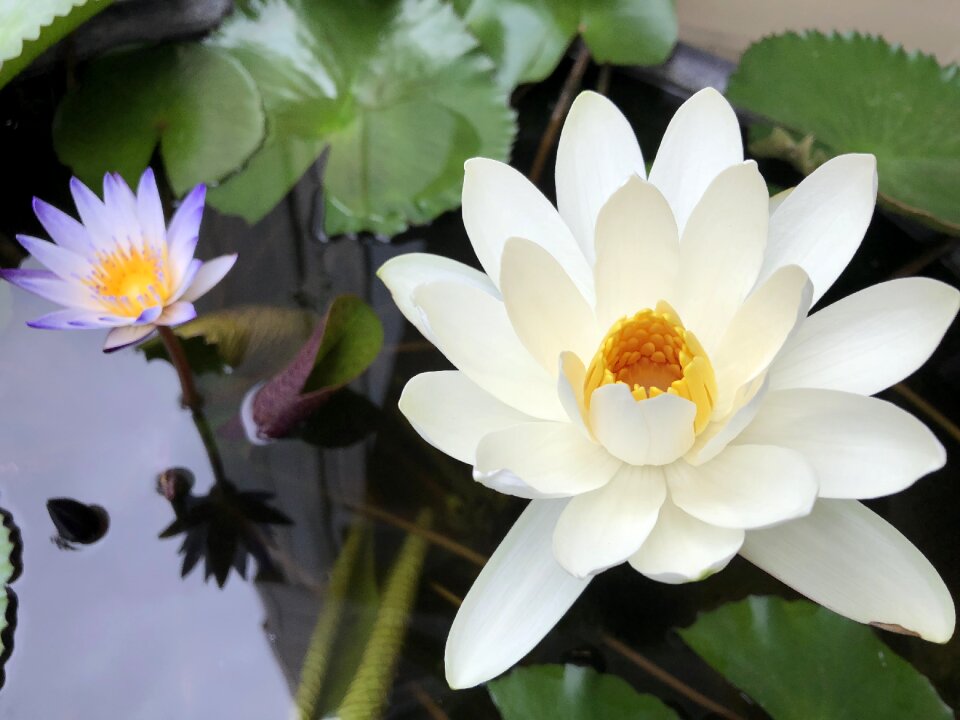Plant white 蓮 flower foliage