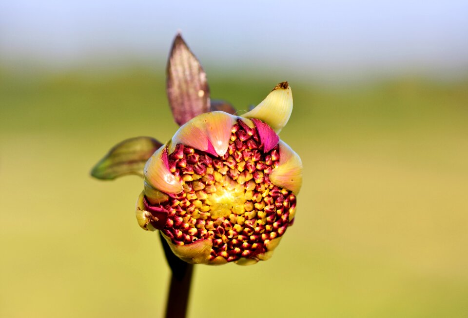 Bud dahlia garden garden plant