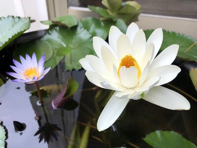 Nature small pond foliage