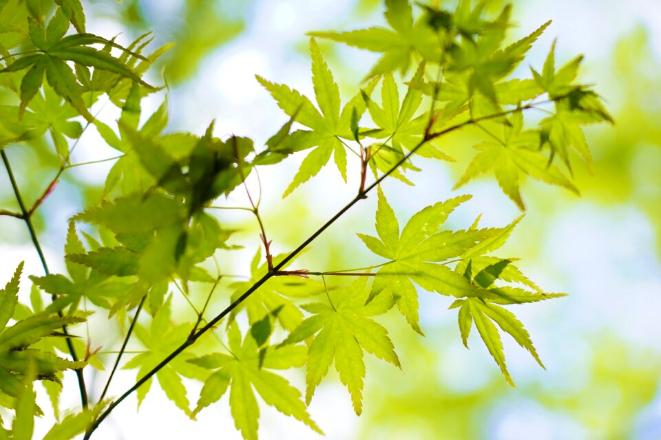 Cultivation freshness summer
