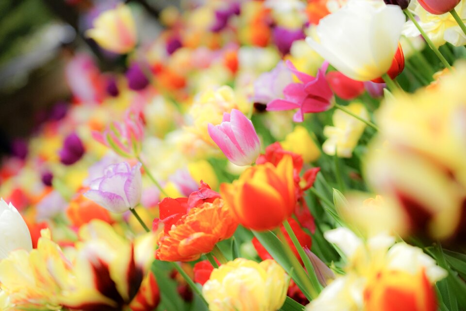 Tulip natural leaf