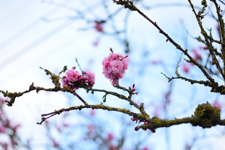 Spring pink blossom photo