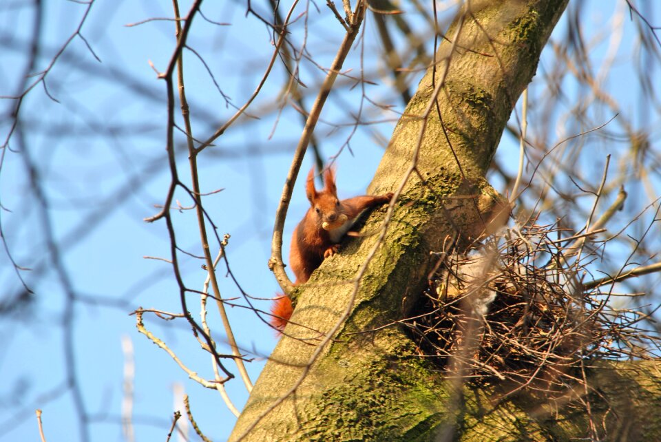 Animal rodent forest photo