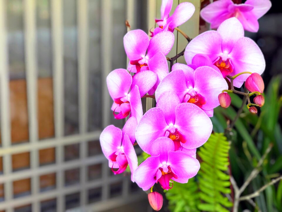 Nature plant tropical