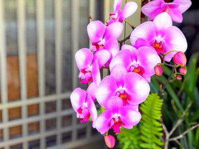 Nature plant tropical