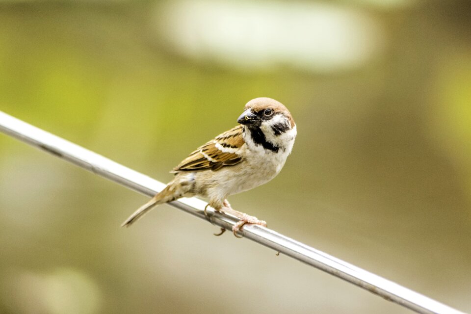 Wildlife animal outdoors