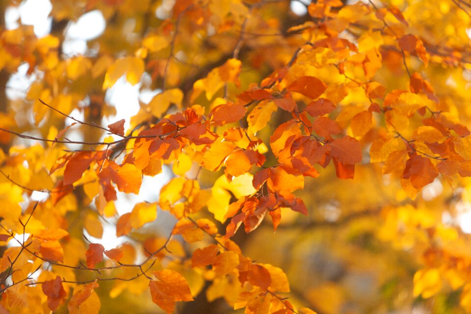 Fall foliage forest colorful