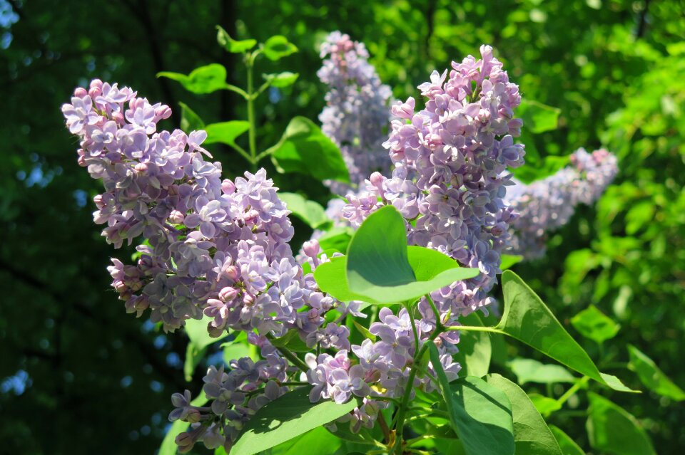 Lilac spring Free photos