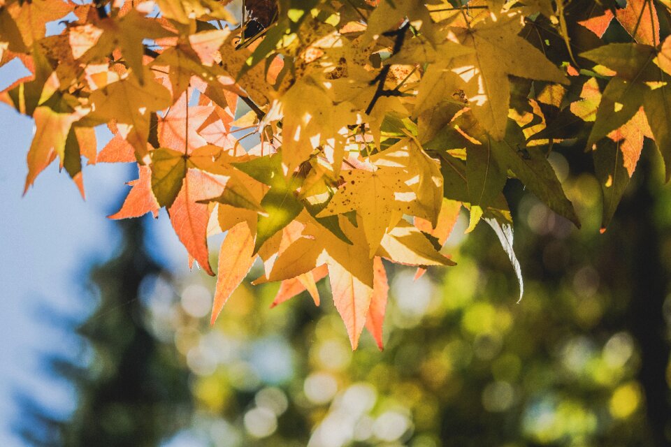 Fall colors season autumn leaves