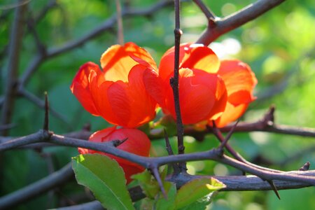 Quince flowers Free photos