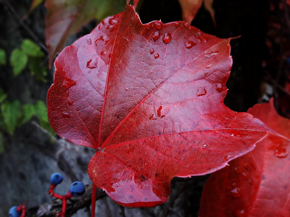 Red autumn nature