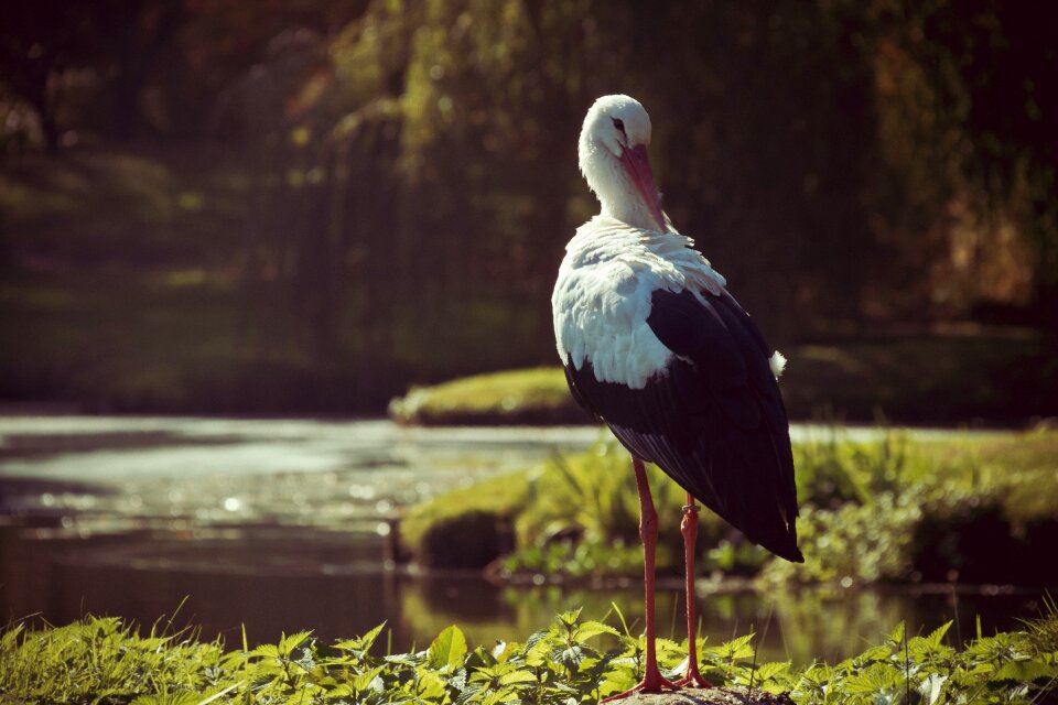 Animal world plumage animals