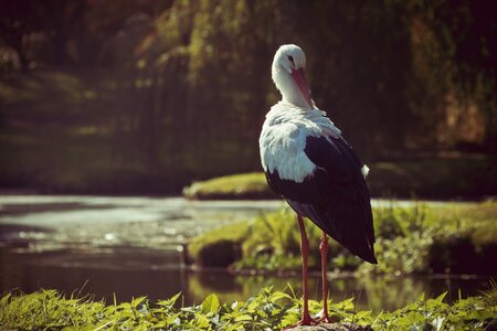 Animal world plumage animals