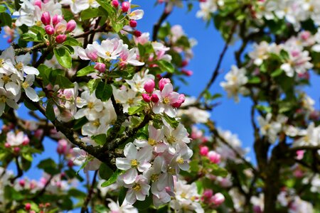 Flower plant nature