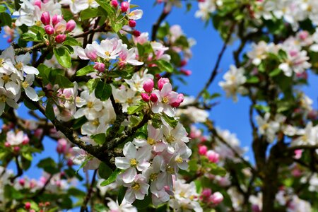 Flower plant nature photo