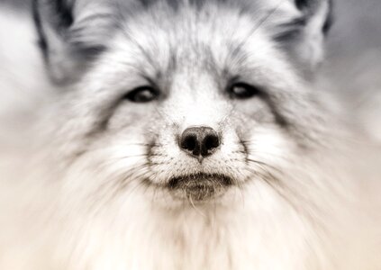 Animal animal portrait dog